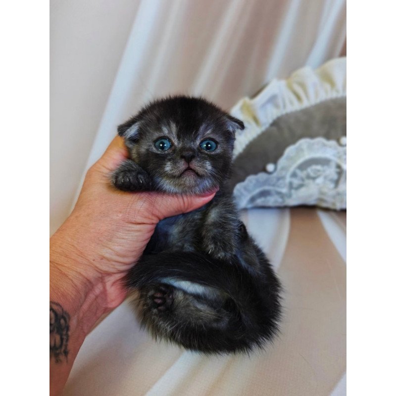 Munchkin Ava