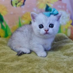 Munchkin Ariel