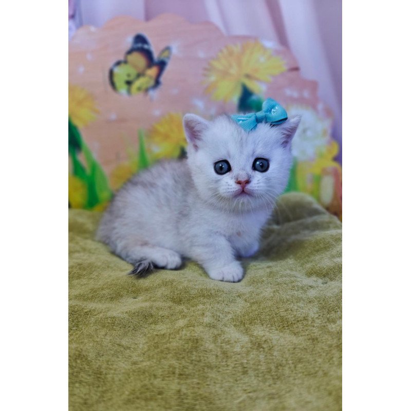 Munchkin Ariel