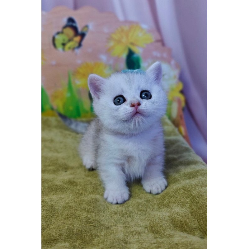 Munchkin Ariel