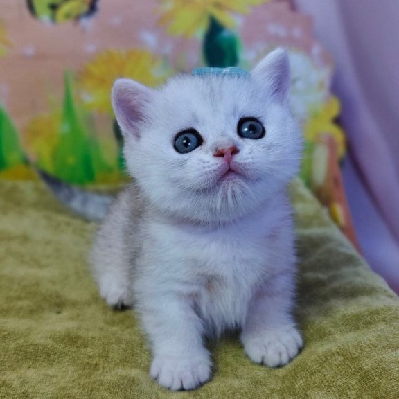 Munchkin Ariel