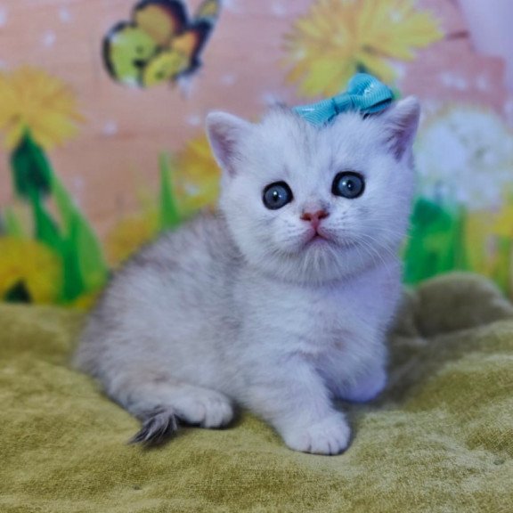 Munchkin Ariel