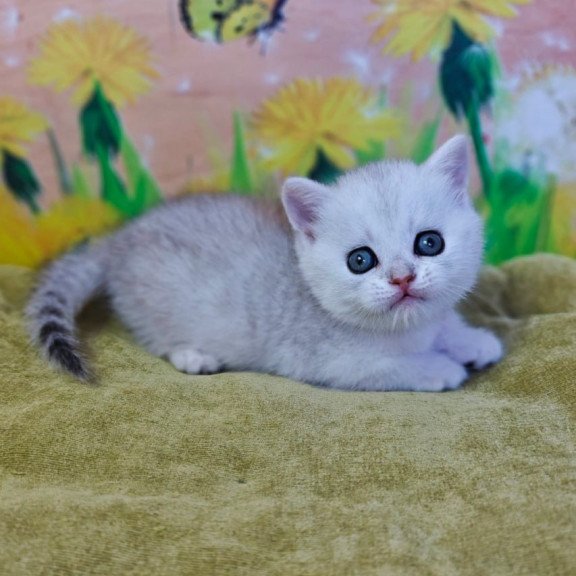 Munchkin Ariel