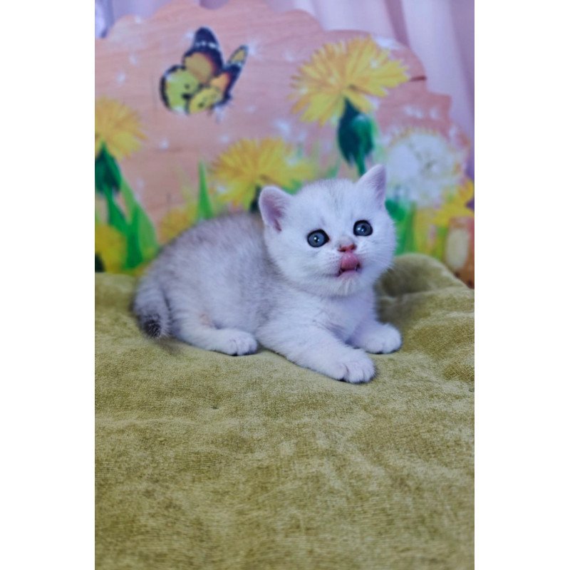 Munchkin Ariel