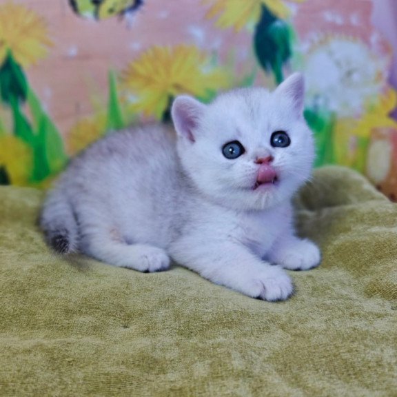 Munchkin Ariel