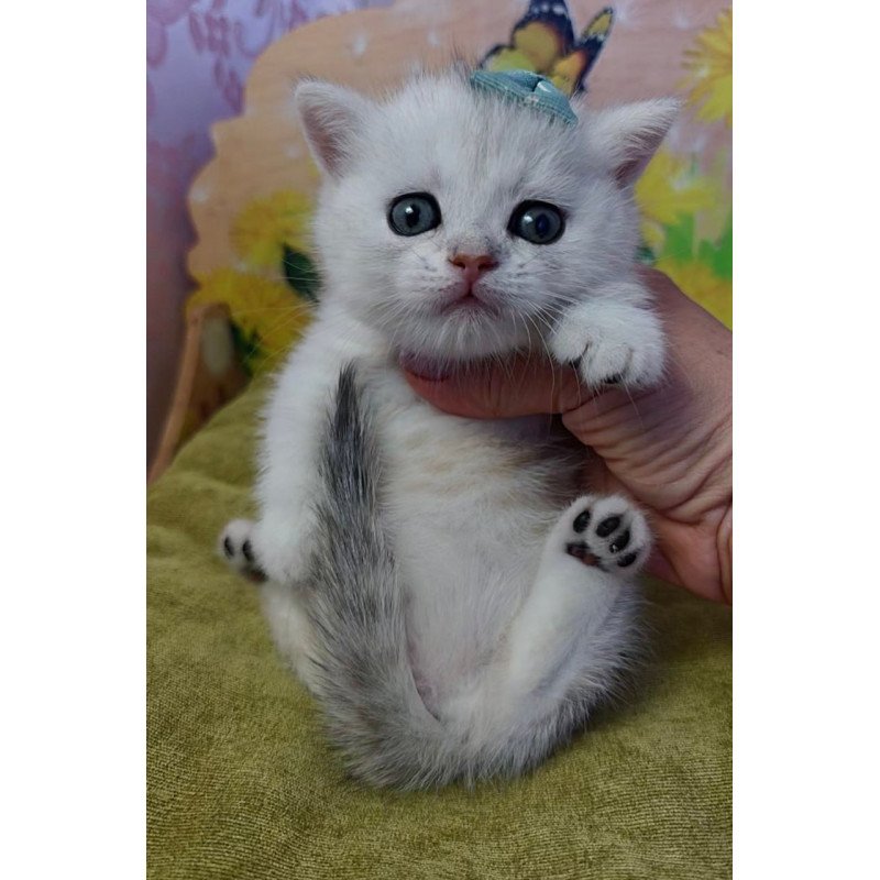 Munchkin Ariel