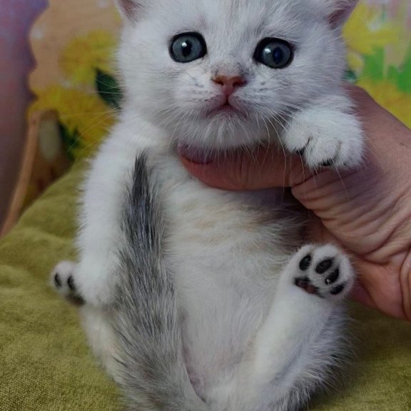 Munchkin Ariel