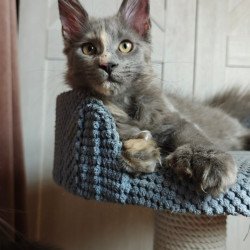 Maine Coon Buttercup
