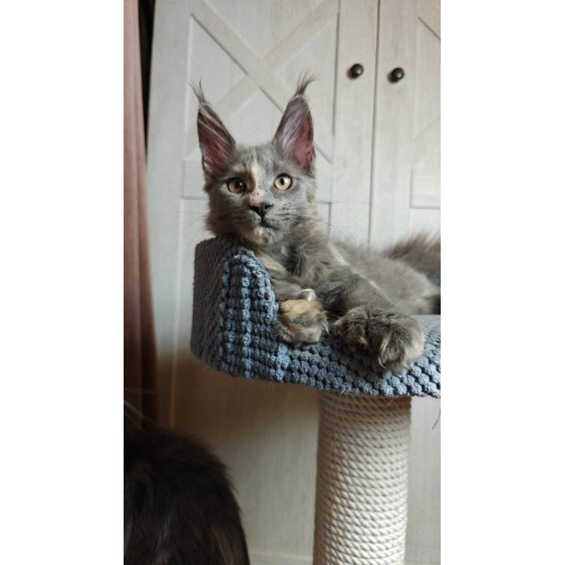 Maine Coon Buttercup