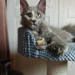 Maine Coon Buttercup