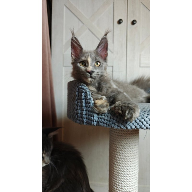 Maine Coon Buttercup