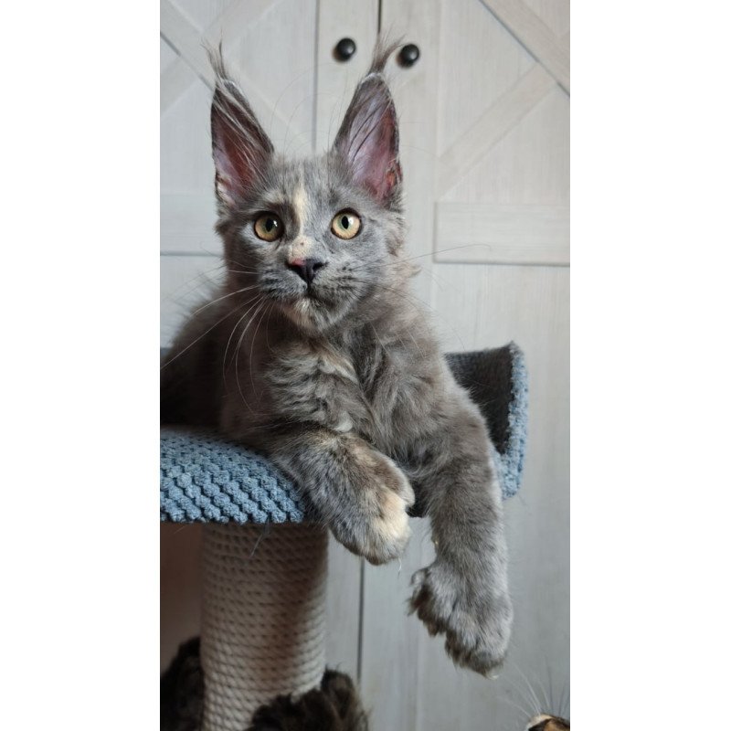Maine Coon Buttercup