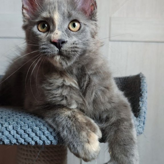 Maine Coon Buttercup