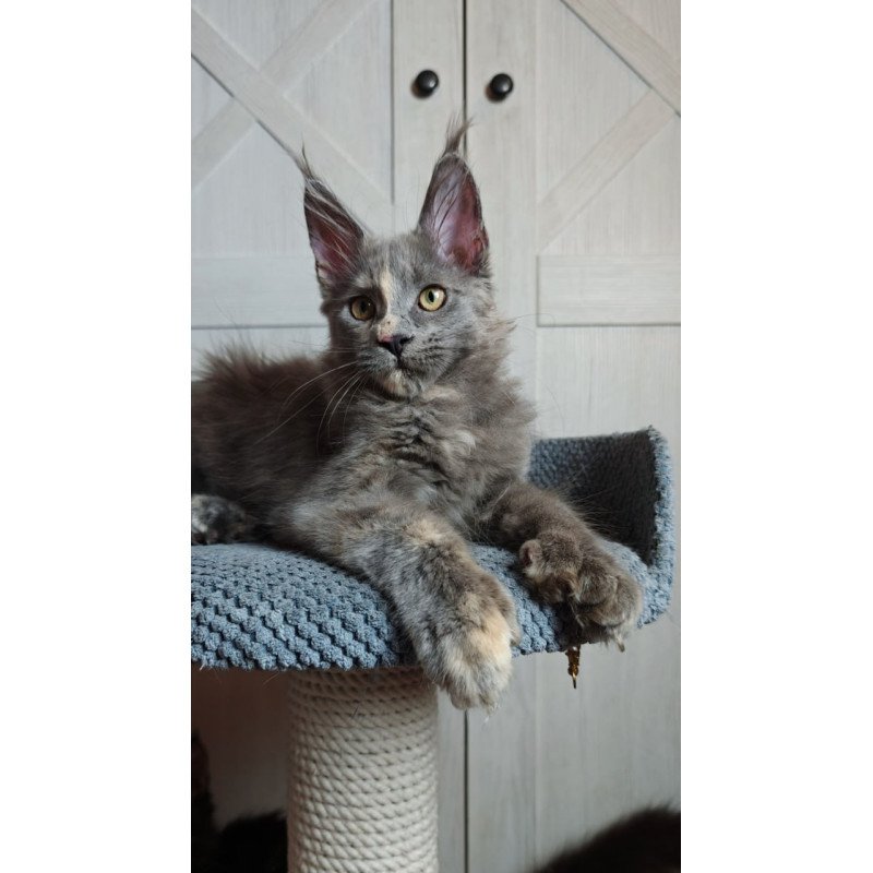 Maine Coon Buttercup