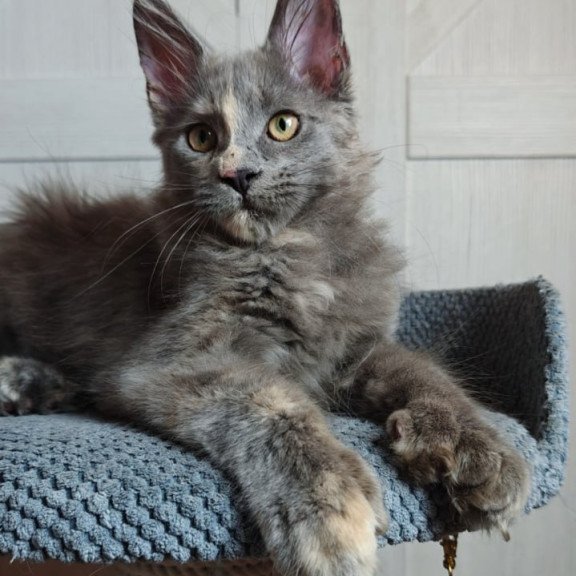 Maine Coon Buttercup