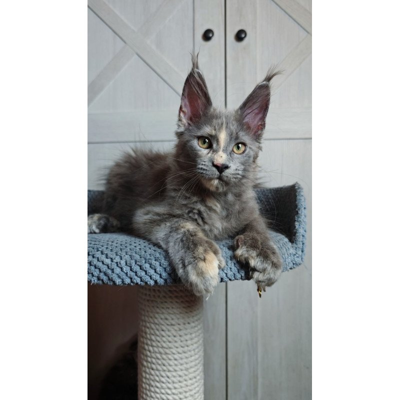 Maine Coon Buttercup
