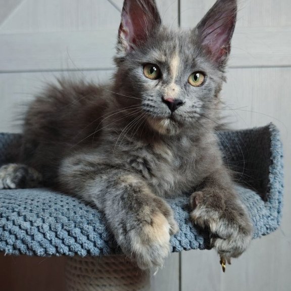 Maine Coon Buttercup