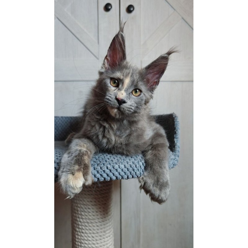 Maine Coon Buttercup