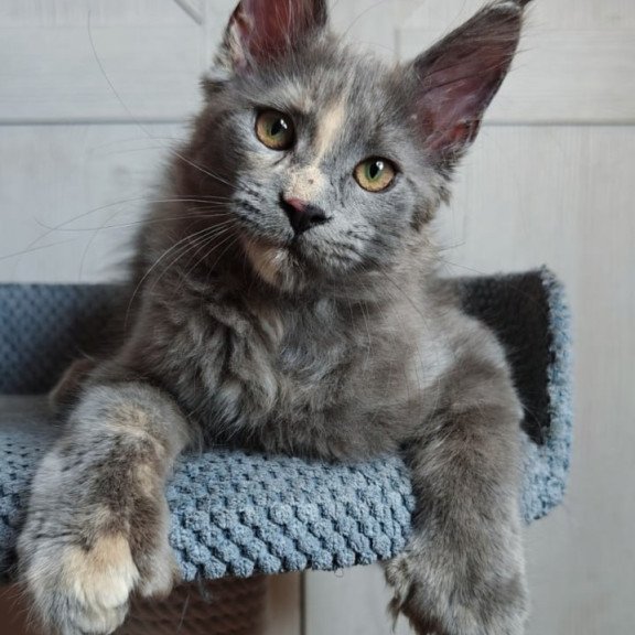 Maine Coon Buttercup