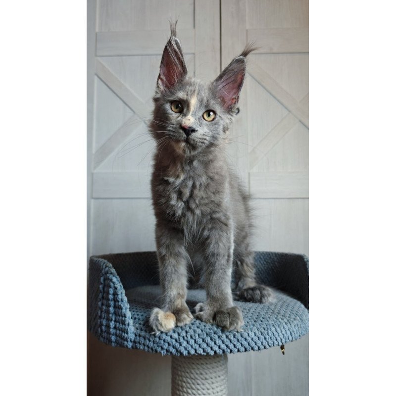 Maine Coon Buttercup