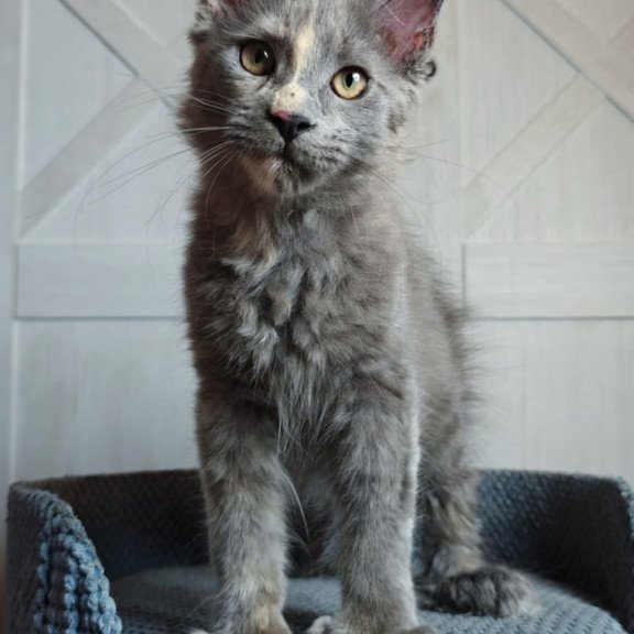 Maine Coon Buttercup