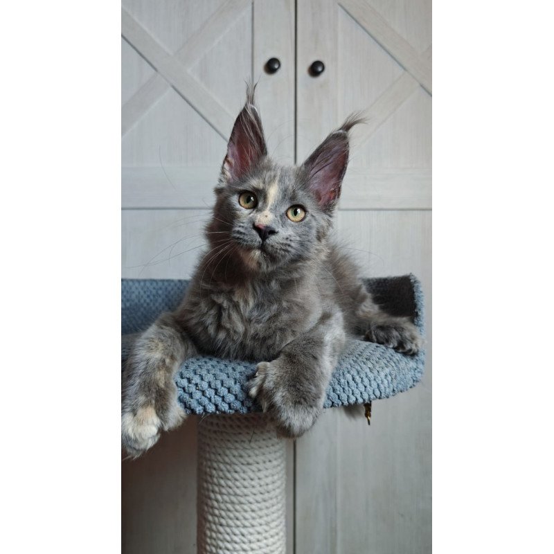 Maine Coon Buttercup