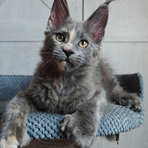 Maine Coon Buttercup