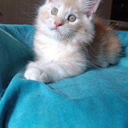 Maine Coon Quentin