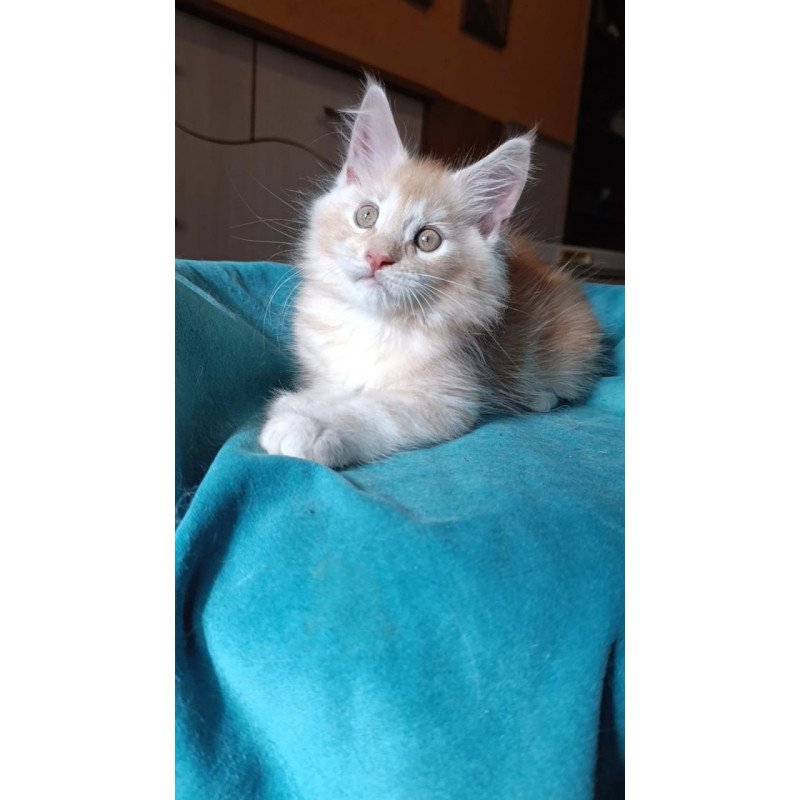 Maine Coon Quentin