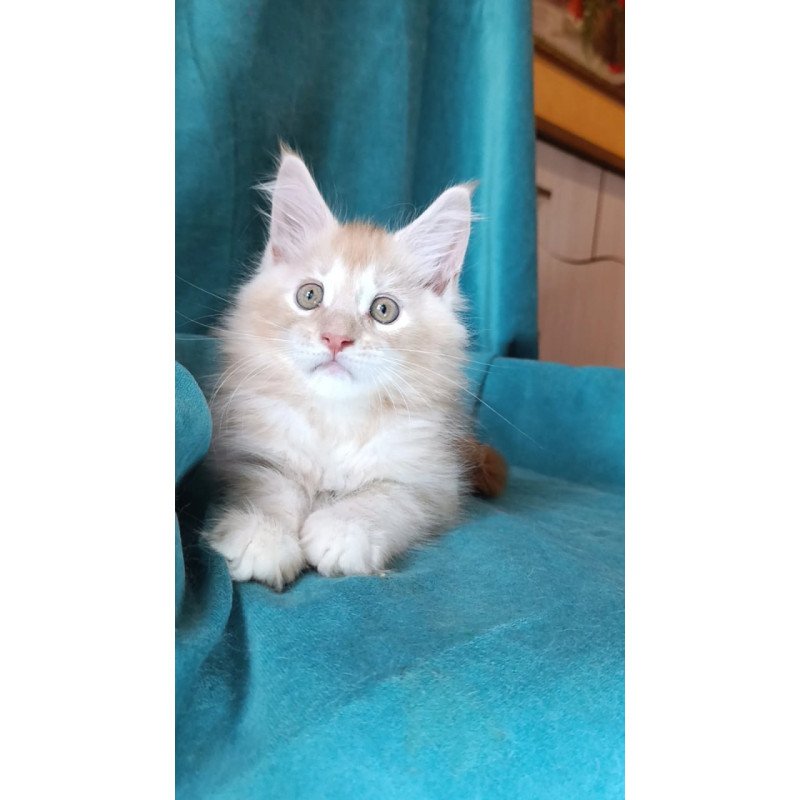 Maine Coon Quentin