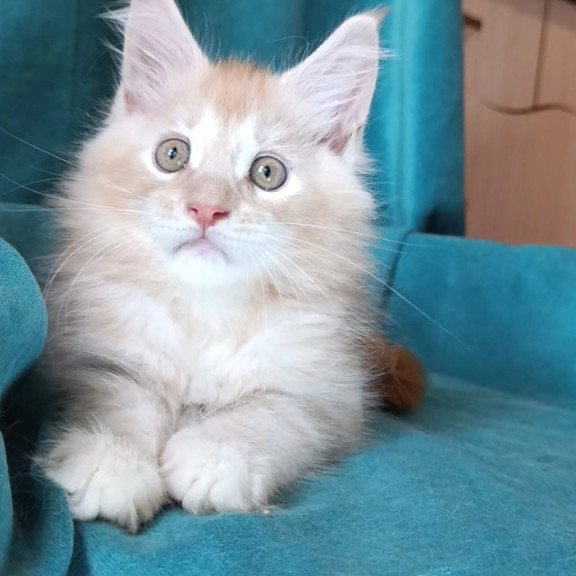 Maine Coon Quentin