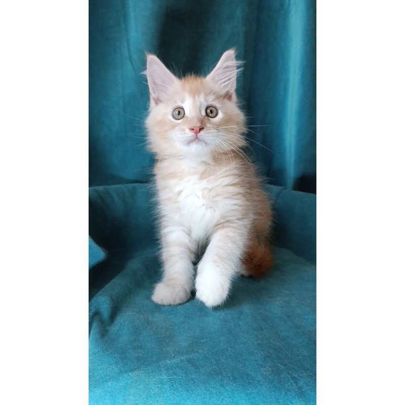Maine Coon Quentin
