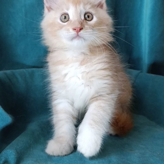 Maine Coon Quentin