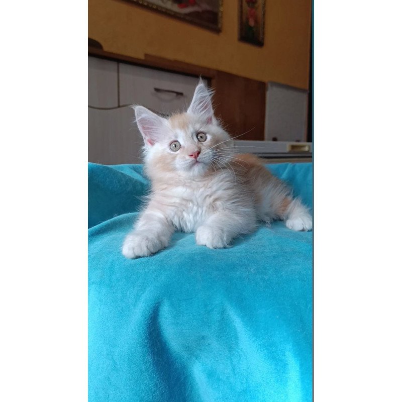 Maine Coon Quentin
