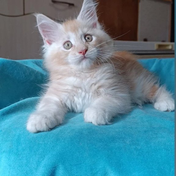 Maine Coon Quentin