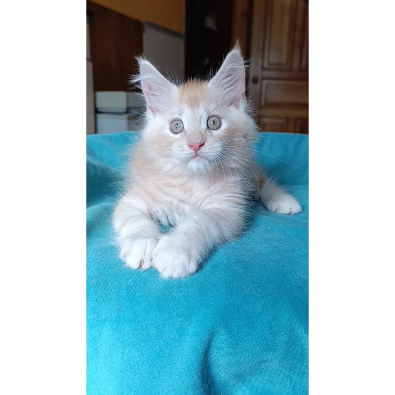 Maine Coon Quentin