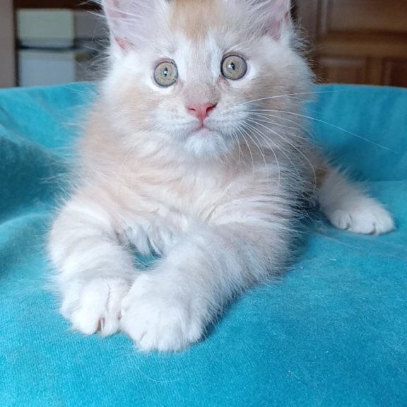 Maine Coon Quentin