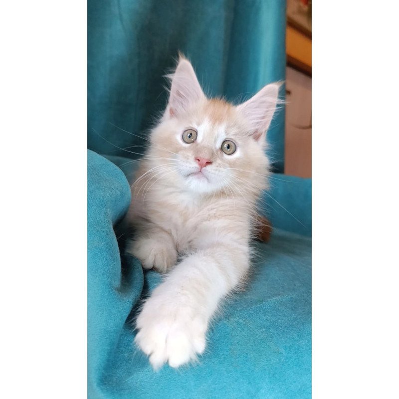 Maine Coon Quentin