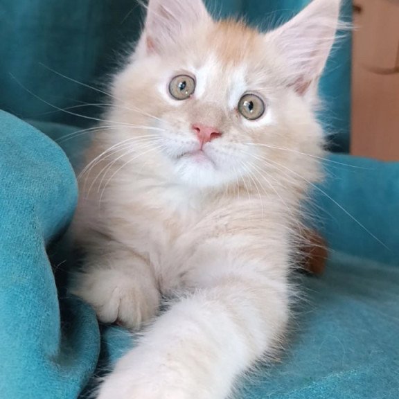 Maine Coon Quentin