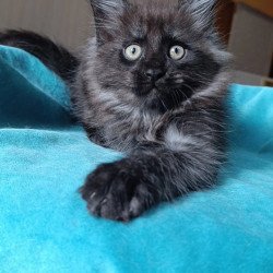 Maine Coon Quick Silver