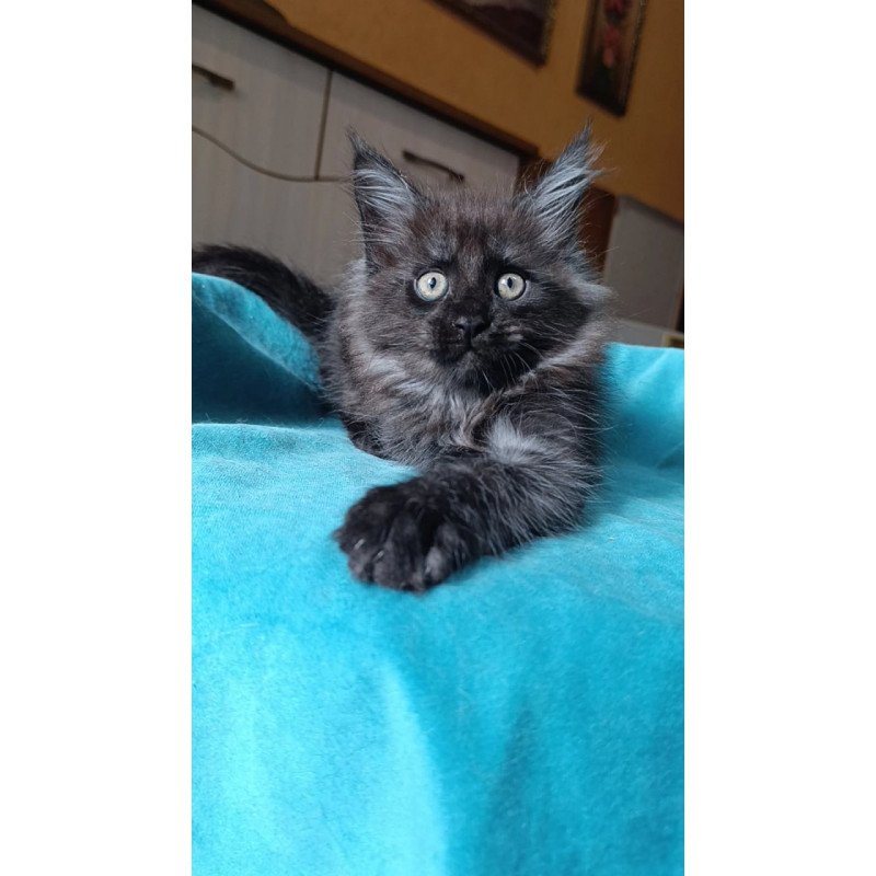 Maine Coon Quick Silver