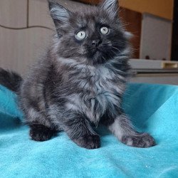 Maine Coon Quick Silver