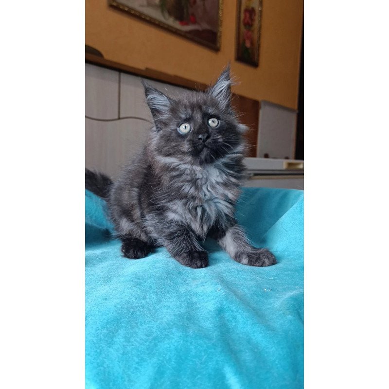 Maine Coon Quick Silver