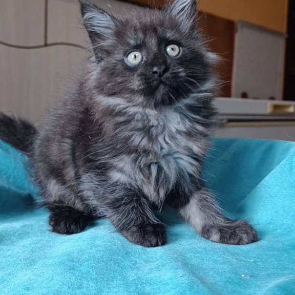 Maine Coon Quick Silver