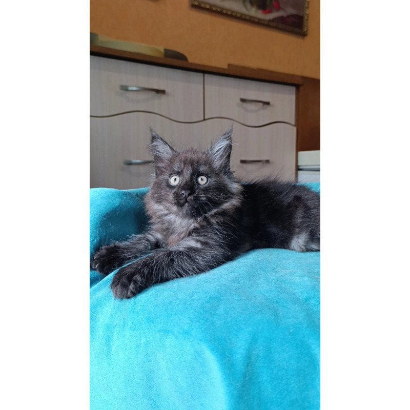 Maine Coon Quick Silver