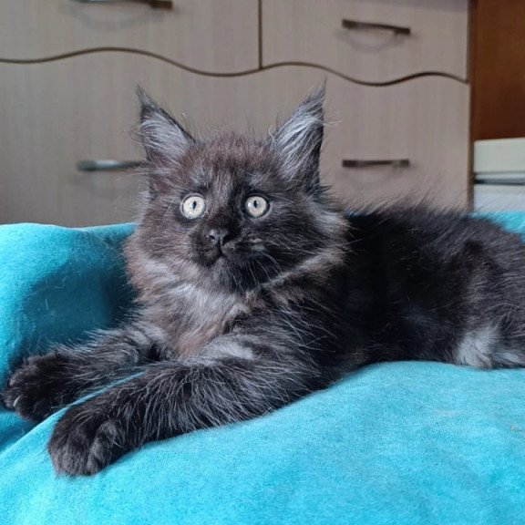 Maine Coon Quick Silver