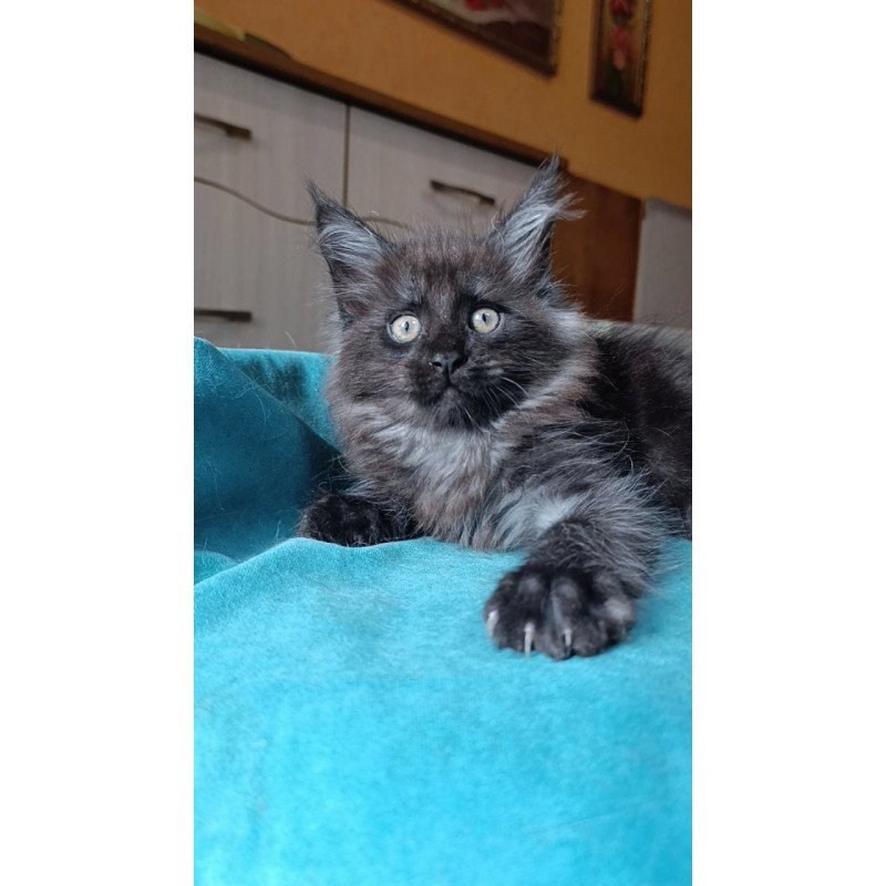 Maine Coon Quick Silver