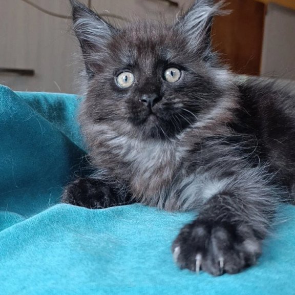 Maine Coon Quick Silver