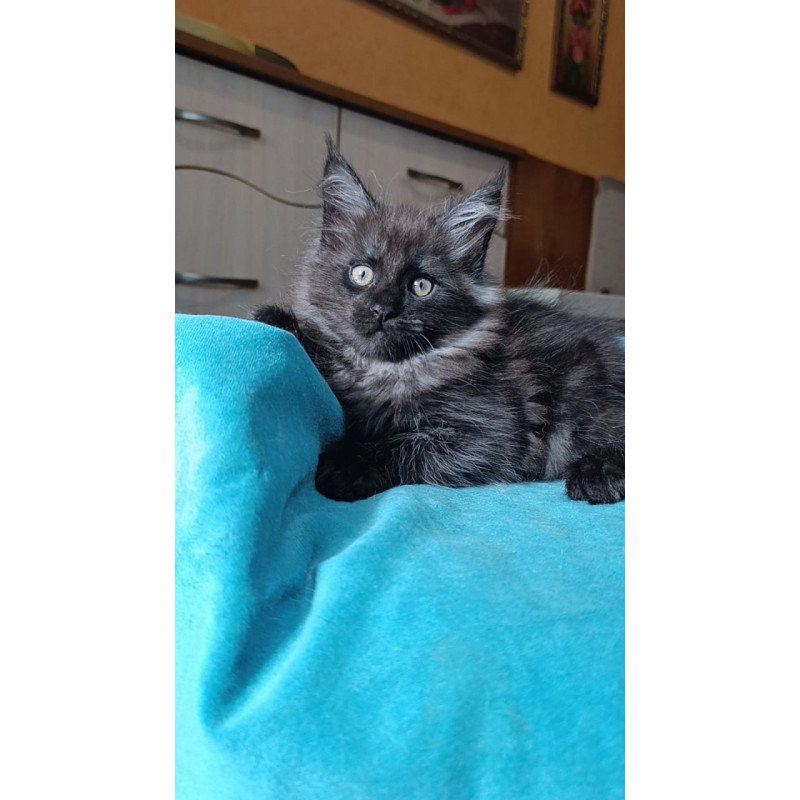 Maine Coon Quick Silver