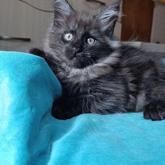 Maine Coon Quick Silver